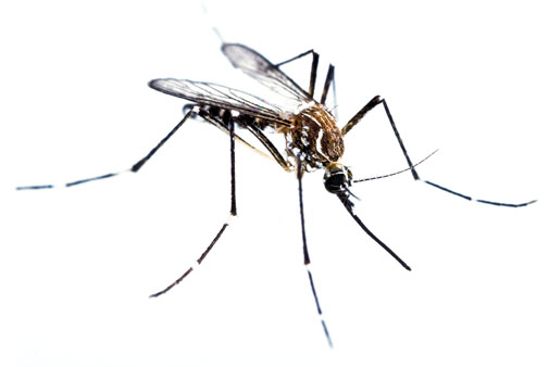 muggen-bluepestcontrol